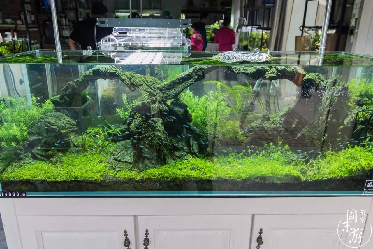 逛花鸟鱼虫市场的视频,逛各种花鸟市场