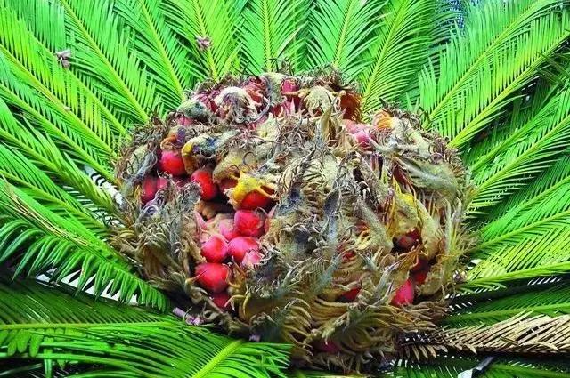 苏铁的产地分布,苏铁原产在哪里