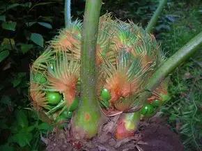 苏铁的产地分布,苏铁原产在哪里