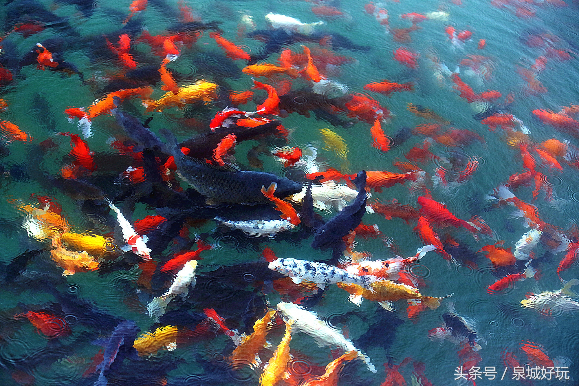 济南教师医护人员免费玩的景点,济南学生可以免费进入的景区