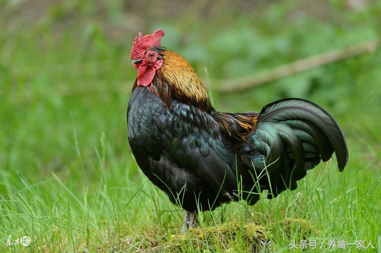 养鸡预防鼻炎,养鸡鼻炎怎么治疗