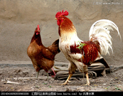 姘村ⅷ鍗佷簩鐢熻倴姣忓ぉ杩愬娍,鍗佷簩鐢熻倴姣忔棩杩愬娍瑙ｆ瀽