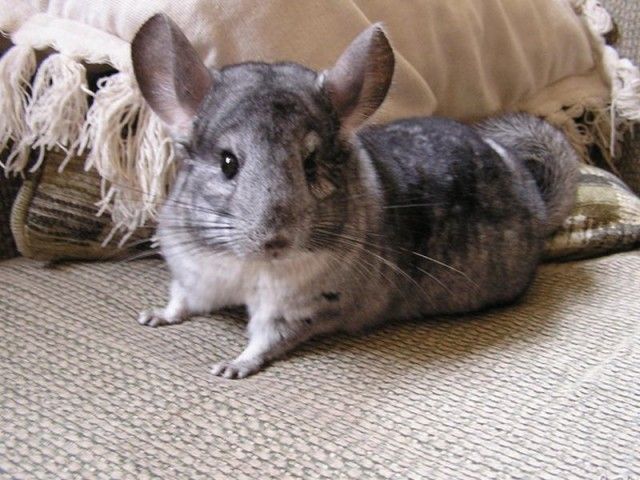 龙猫便秘不动了,龙猫便秘是怎么回事