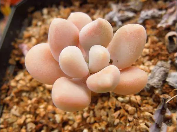 韩国多肉品种贵么,韩国多肉哪几种值得养