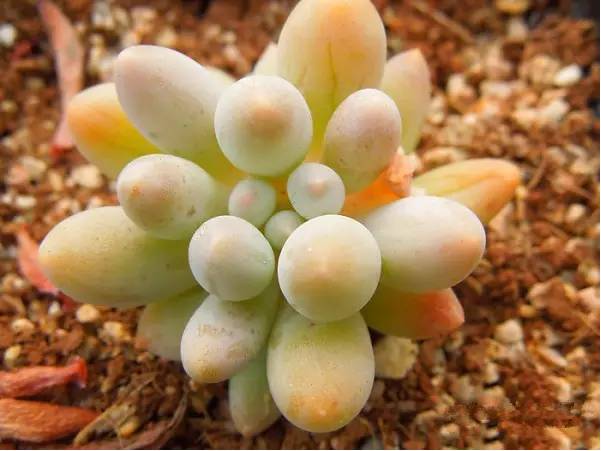 韩国多肉品种贵么,韩国多肉哪几种值得养