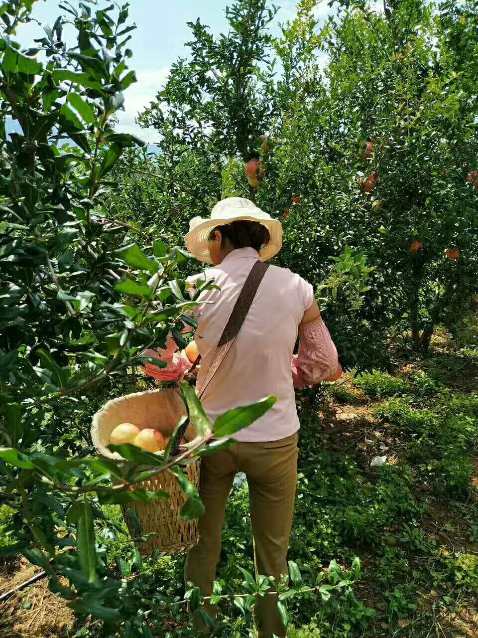 世上最大的软籽石榴,世界上有不用吐籽的石榴吗