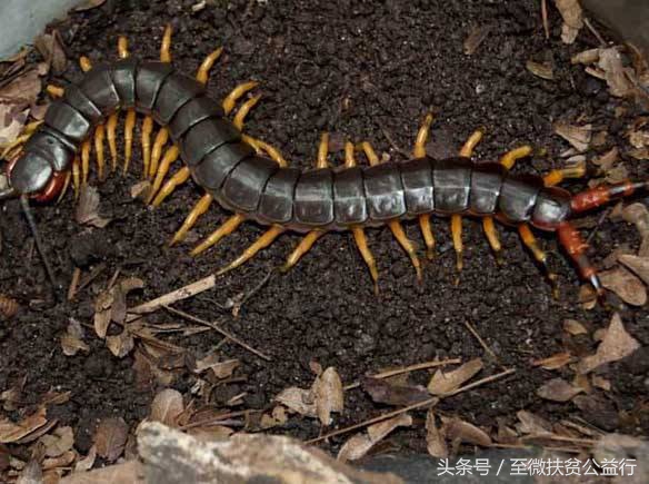 农村动物界的“四大天王”！招惹它们定会让你痛不欲生！