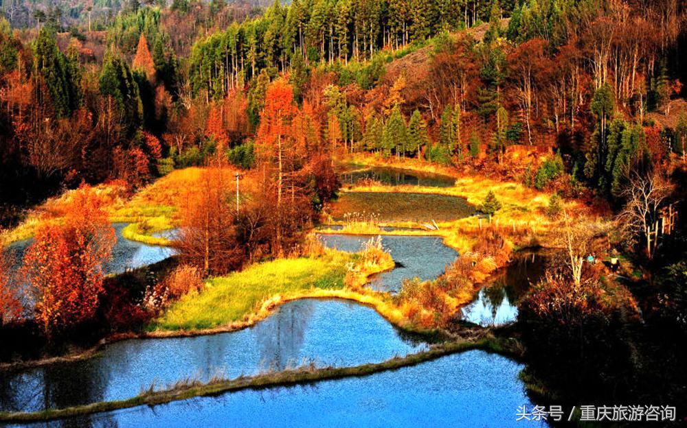重庆主城区哪里可以看红叶,重庆看红叶哪个景点更好玩