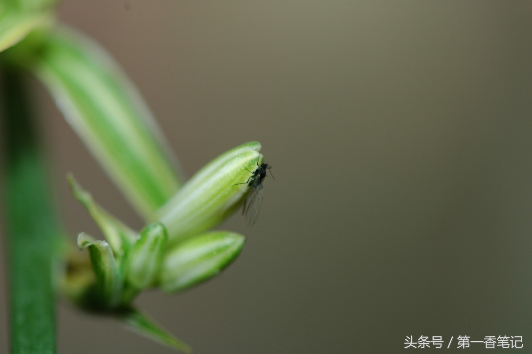 兰叶长介壳虫怎么处理,养兰宜忌