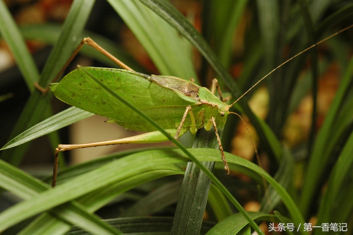 兰叶长介壳虫怎么处理,养兰宜忌