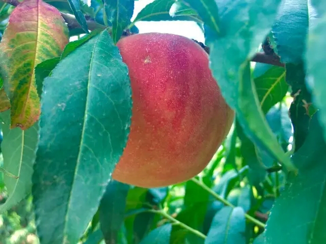 吃桃子怎么避免有虫子,吃桃子的正确剥法