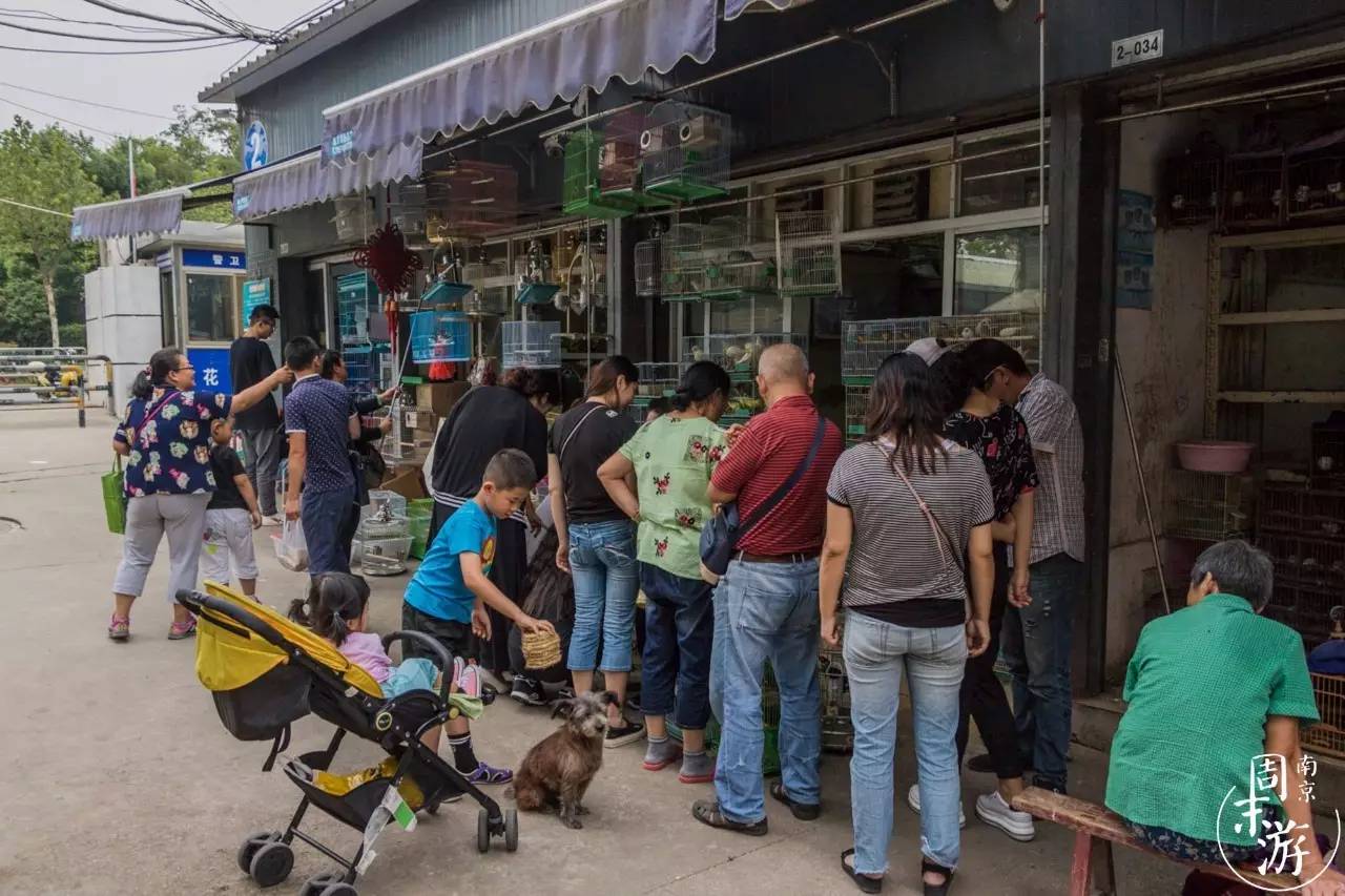 逛花鸟鱼虫市场的视频,逛各种花鸟市场