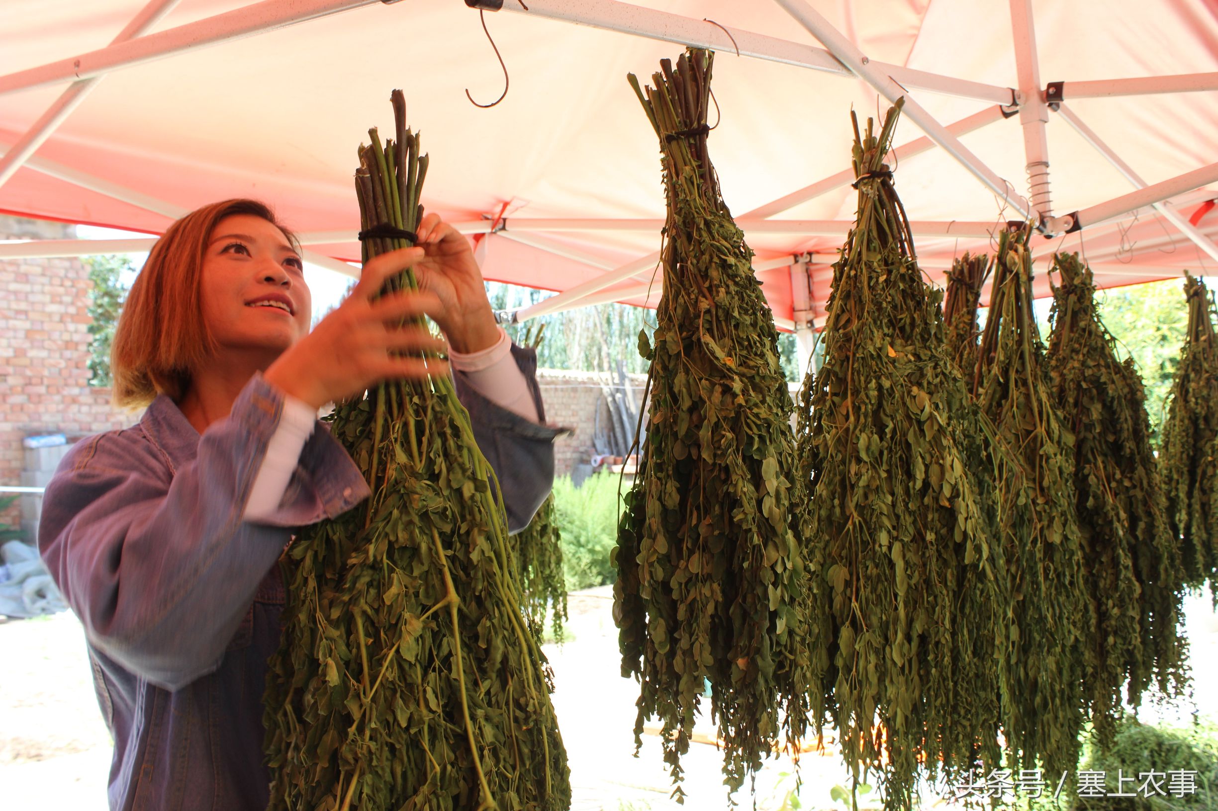 利通区农户将热带“宝树”种在家门口