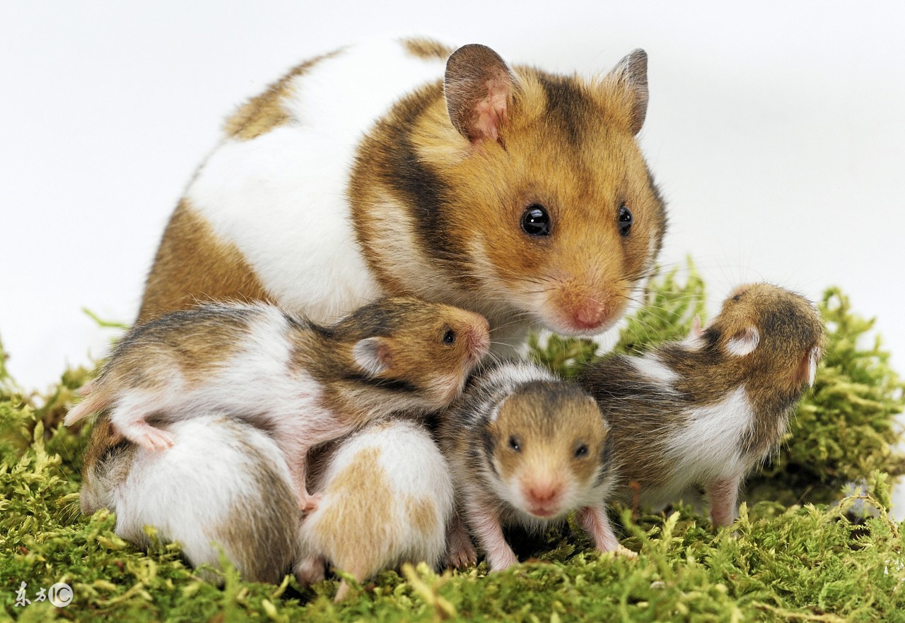 岛国一只手把仓鼠造型千变万化成网红惹人喜爱