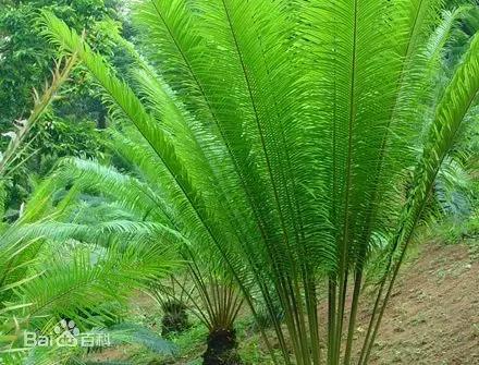 苏铁的产地分布,苏铁原产在哪里