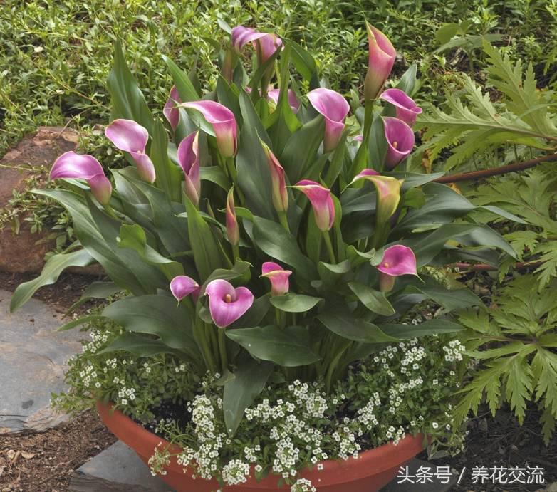 彩色马蹄莲适合在室内养吗,马蹄莲适合在室内养吗