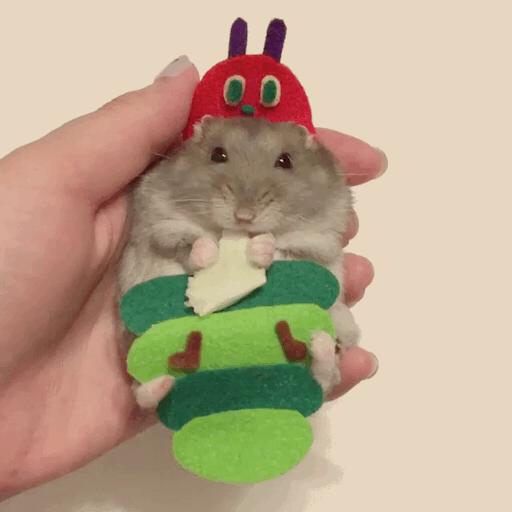 岛国一只手把仓鼠造型千变万化成网红惹人喜爱