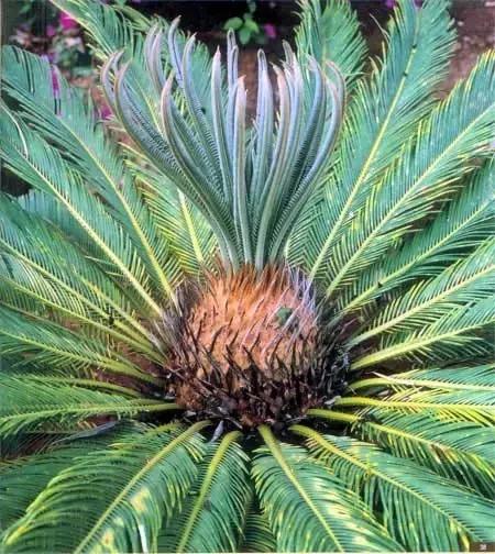 苏铁的产地分布,苏铁原产在哪里