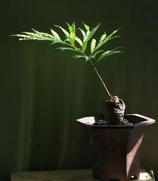 苏铁的产地分布,苏铁原产在哪里