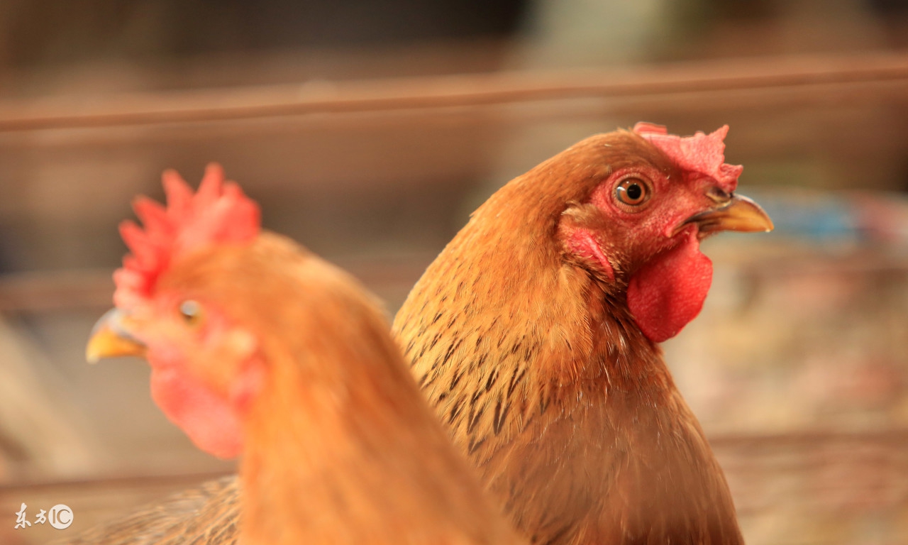 自制鸡舍自动清粪,给鸡舍消毒用什么药