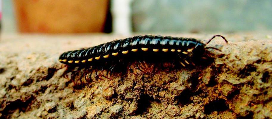 五种虽然可怕但是很温顺的动物,五种可怕的动物