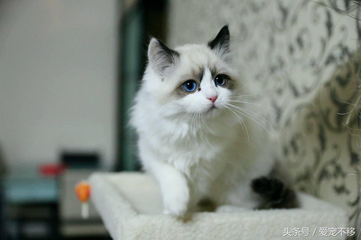 怎么判断一个小奶猫性格好,怎么判断小奶猫羊水干没干净