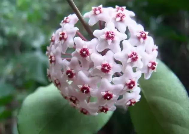 秋天花卉浇水的方法,秋天兰花养护技巧