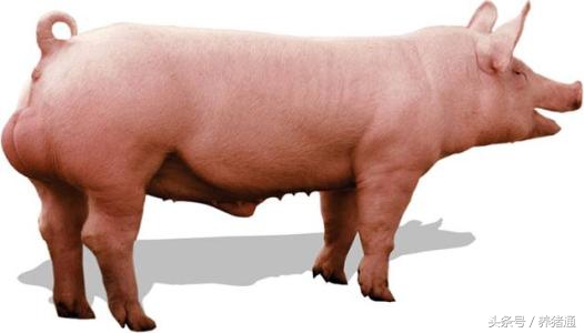 养猪市场哪种猪好,猪场养什么品种最好