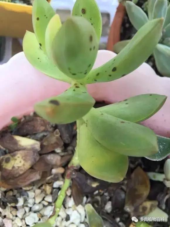 多肉植物杀虫除菌药,多肉植物怎么杀菌用什么药物杀