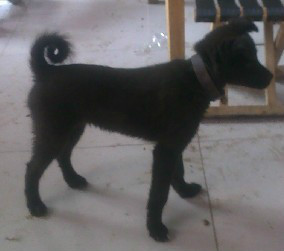 怎样挑选一只健康品相好的狗狗,相狗经老祖宗教你挑选狗狗