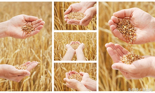 中国为什么要提高种子自给率,洋种子为何不能留种