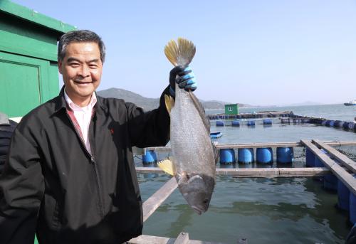 花胶哪种性价比高,什么鱼的花胶最贵