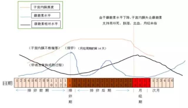 画羽卫生巾测评,画羽卫生巾效果怎么样