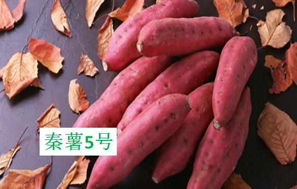 红薯种植前十名,正宗十大红薯品种