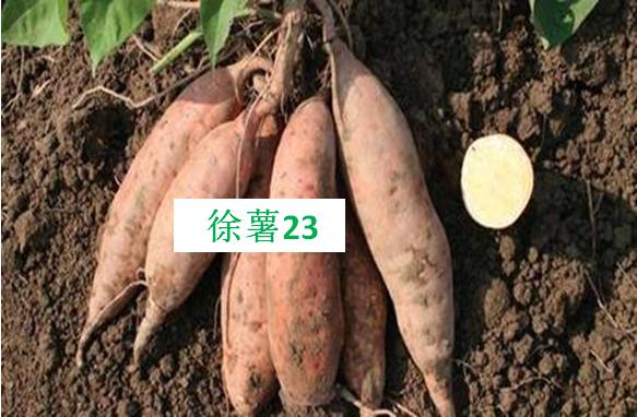 红薯种植前十名,正宗十大红薯品种