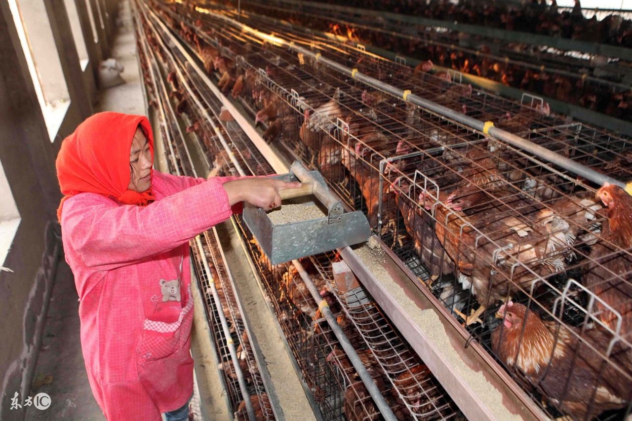 自制鸡舍自动清粪,给鸡舍消毒用什么药