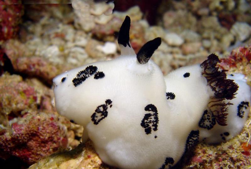 五种虽然可怕但是很温顺的动物,五种可怕的动物