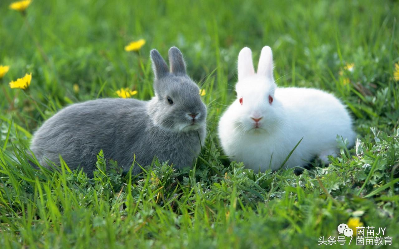 有趣的动物二年级口语交际猫,二年级作文有趣的动物200字左右