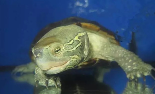 大头母草龟怎么养,怎么挑选大头草龟