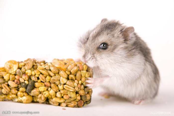 新手养仓鼠注意事项仓鼠寿命,仓鼠的寿命大概有多长时间呢