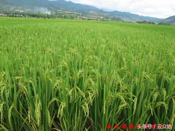 水稻冷害防治方法,水稻种植遇长期阴雨低温怎么办