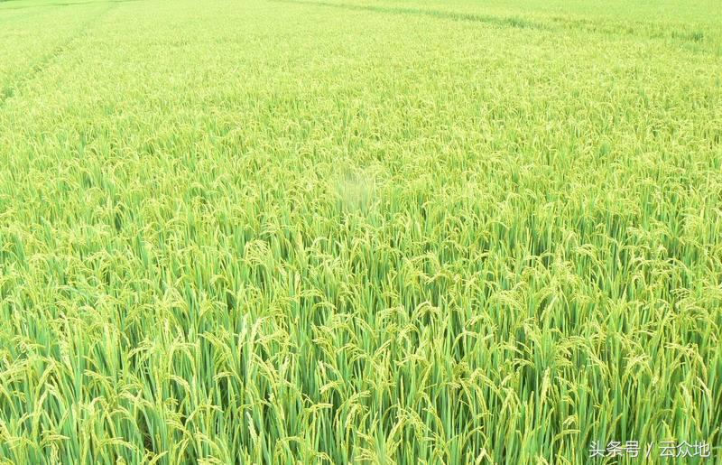 水稻冷害防治方法,水稻种植遇长期阴雨低温怎么办