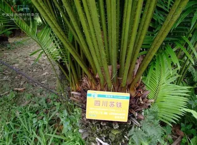 苏铁的产地分布,苏铁原产在哪里