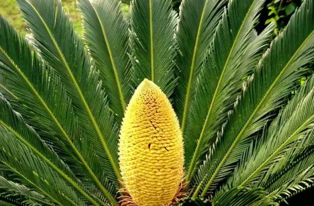 苏铁的产地分布,苏铁原产在哪里