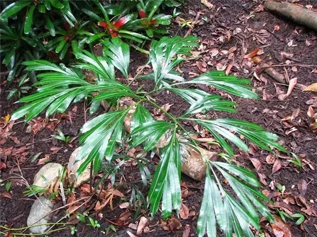 苏铁的产地分布,苏铁原产在哪里