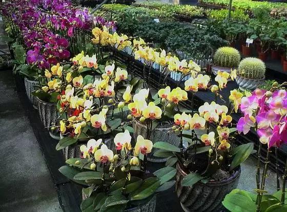 高邑未来10年规划,高邑公告