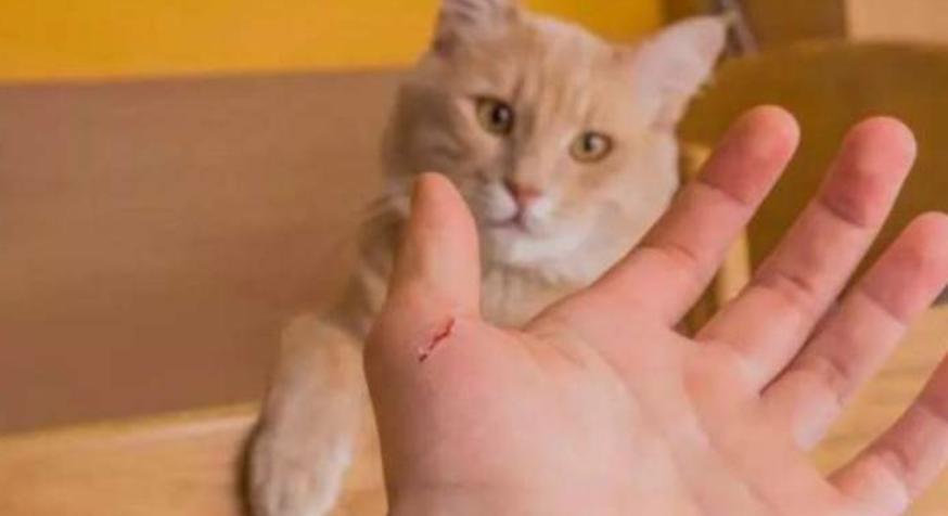 我被猫咬了会得狂犬病吗,我被猫咬了会怎样