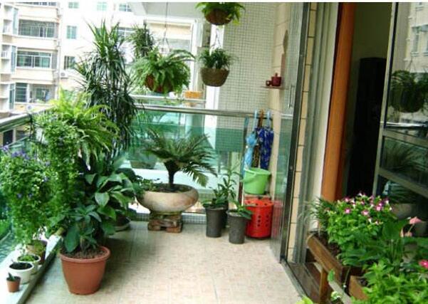 阳台无土种植效果如何,阳台无土栽培种菜十大危害