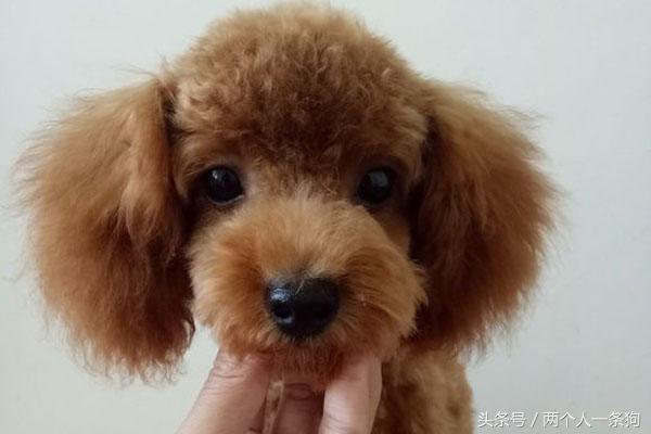 朋友捡到一只狗,捡泰迪照片