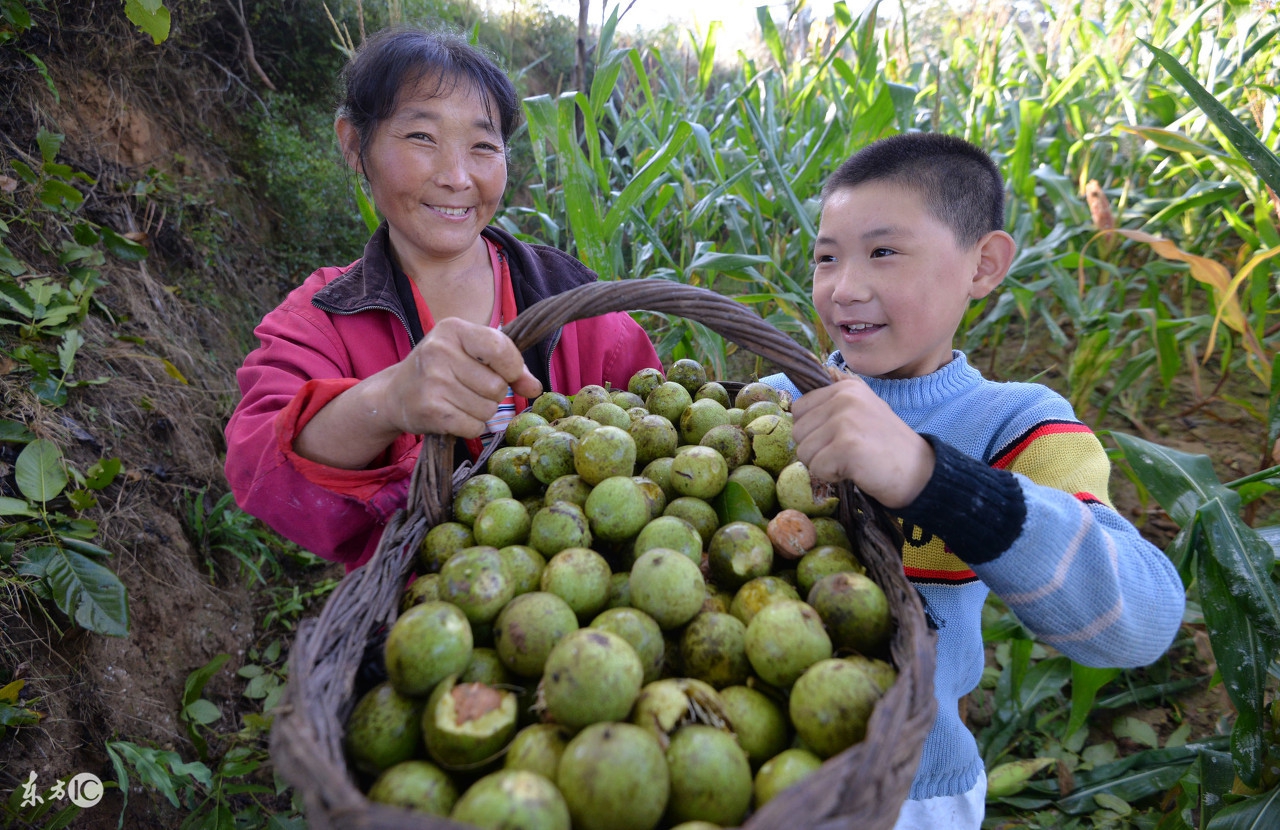 青皮核桃染手多久能消失,核桃染手小妙招